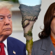 trump kamala border