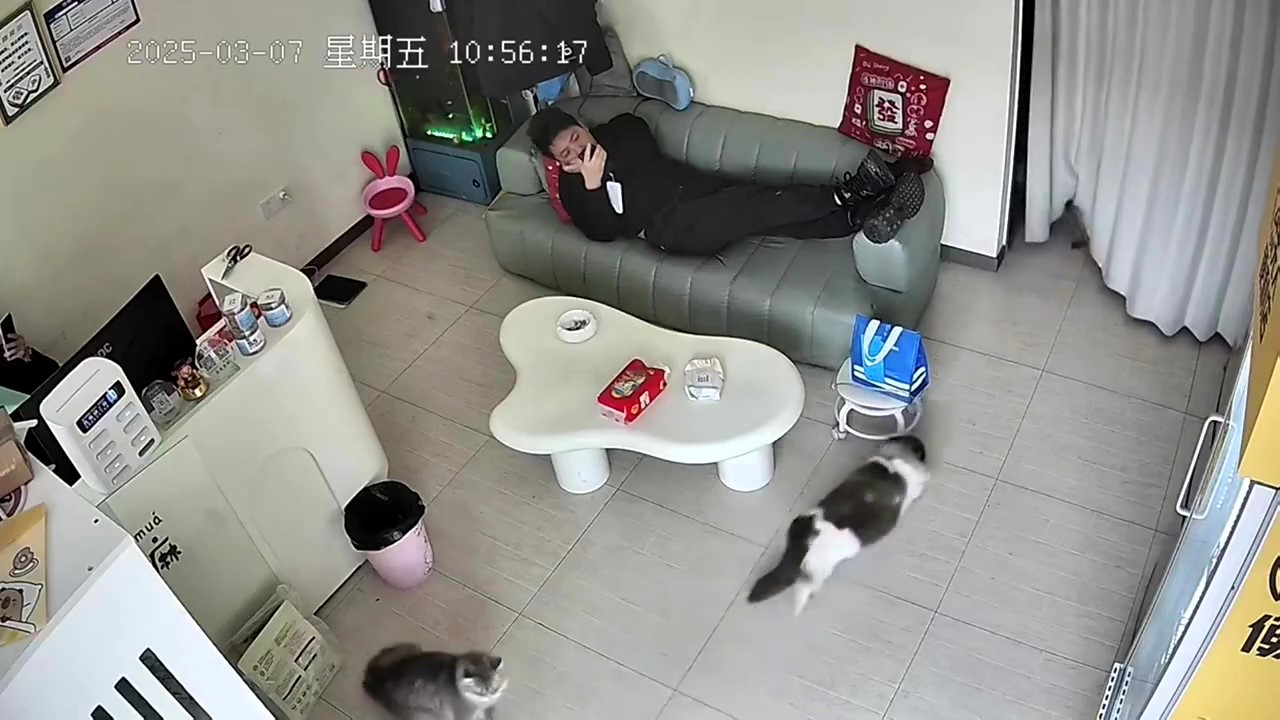 Three clever cats sensed danger and fled seconds before an electric bike crashed through a living room window in China—leaving their owner stunned and social media amazed.