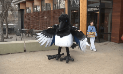 Edmonton bird contest