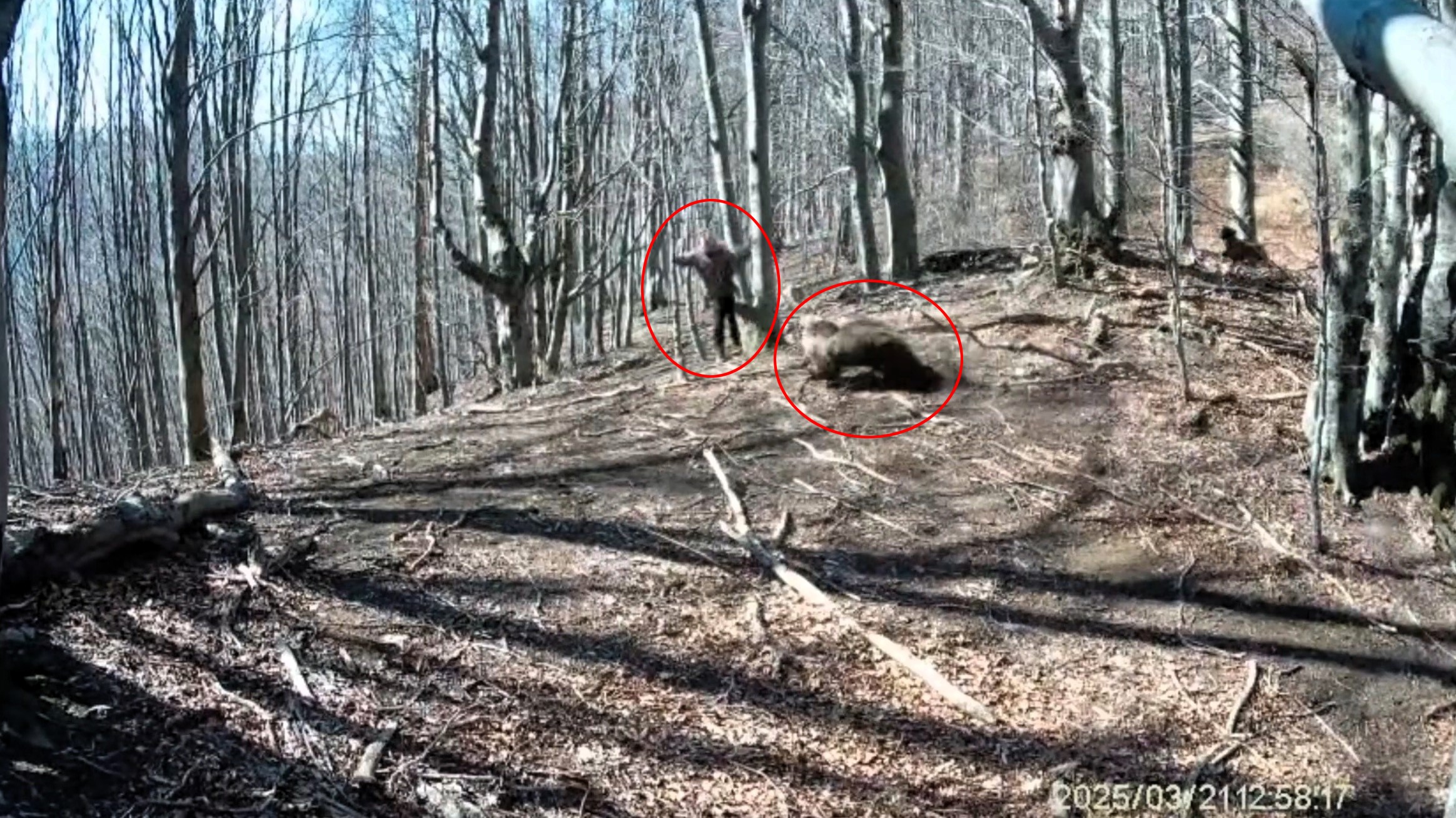 Hiker in Slovakia fends off charging bear with axe after bear spray fails. Shocking forest encounter caught on video in Malá Fatra mountains.