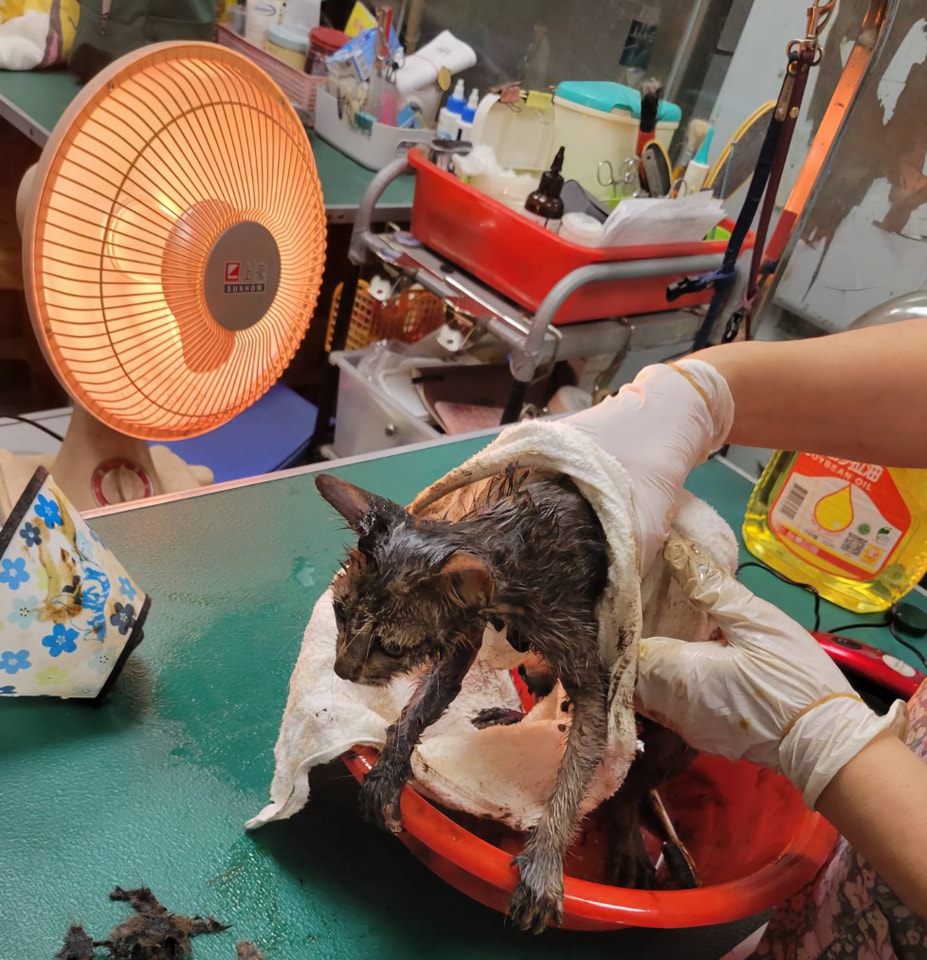 A kitten trapped in asphalt for days is rescued in Taiwan. Covered in burns and tar, her dramatic recovery is a powerful story of survival and hope.