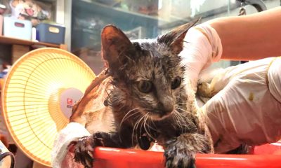 A kitten trapped in asphalt for days is rescued in Taiwan. Covered in burns and tar, her dramatic recovery is a powerful story of survival and hope.