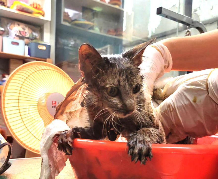 A kitten trapped in asphalt for days is rescued in Taiwan. Covered in burns and tar, her dramatic recovery is a powerful story of survival and hope.