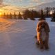 Monday Jillian Vancoughnett Sadie at Edgemont Park Estates SK