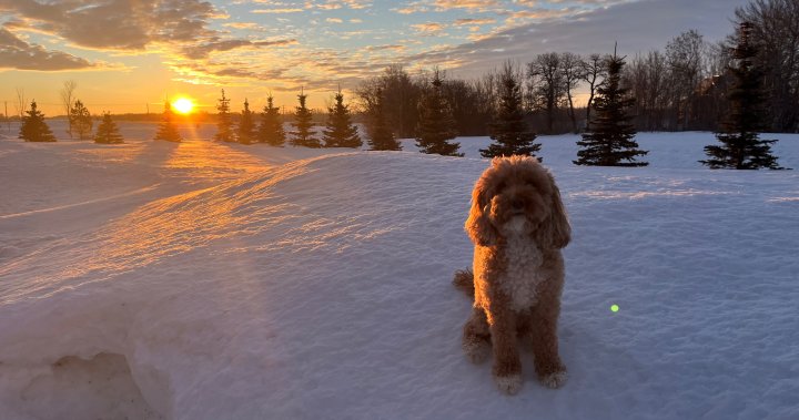 Monday Jillian Vancoughnett Sadie at Edgemont Park Estates SK