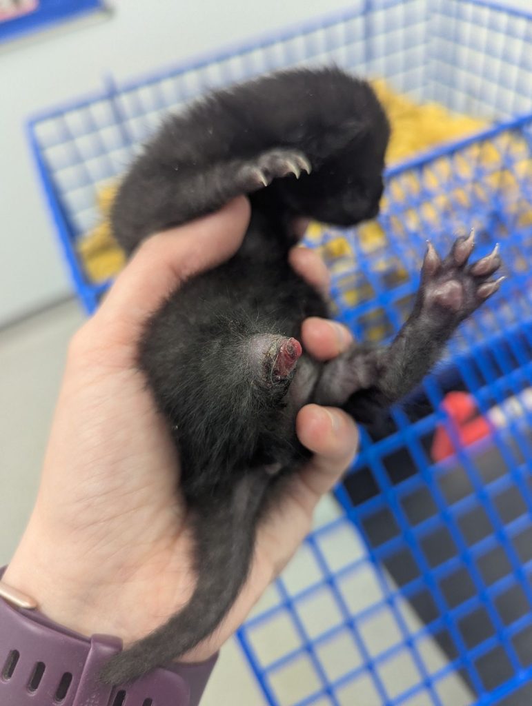 A three-legged kitten rescued from the roadside finds love with a surrogate mom cat. Now thriving, Comet gets a second chance at life in this heartwarming rescue story!