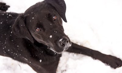 black labrador snow