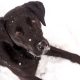 black labrador snow