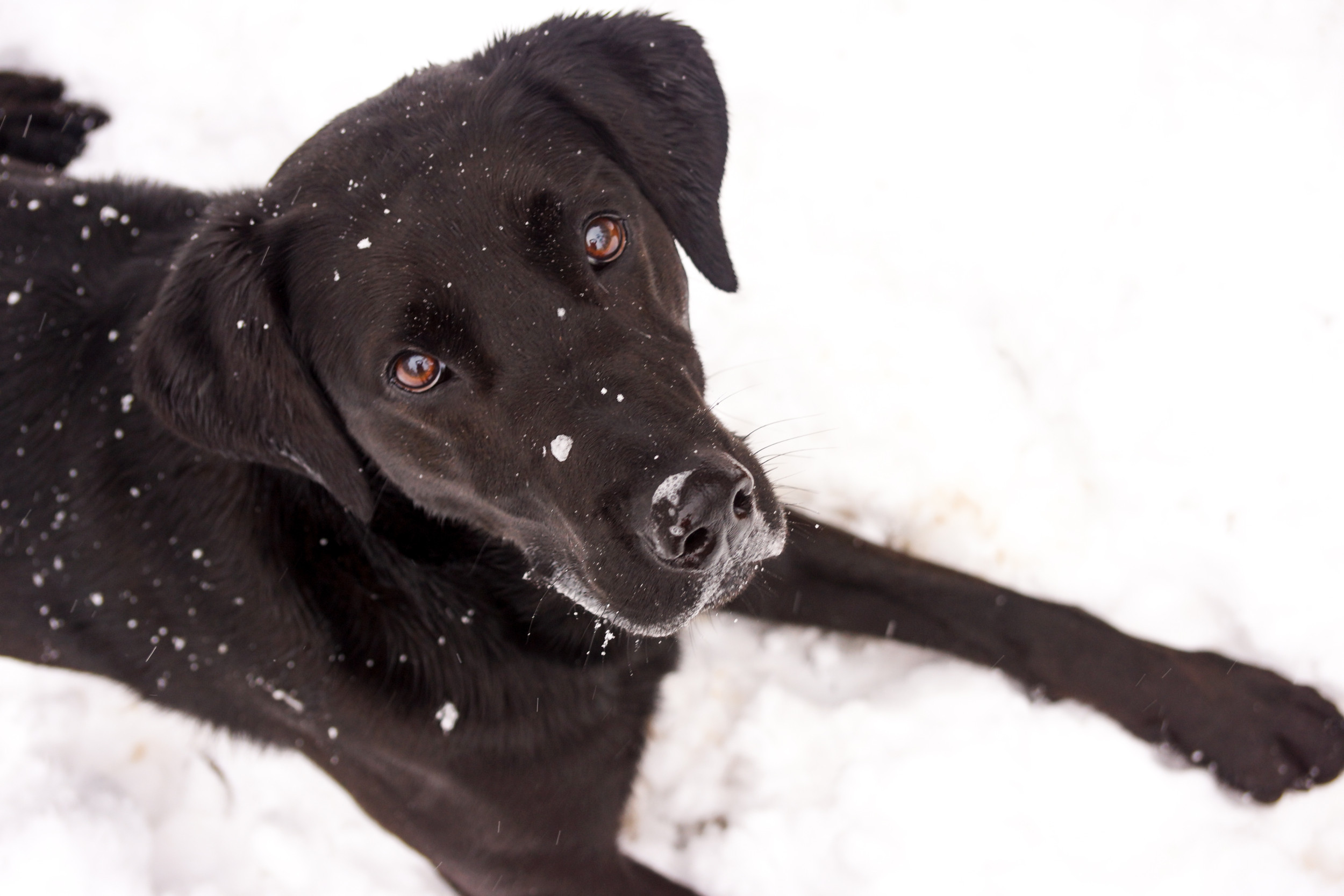 black labrador snow