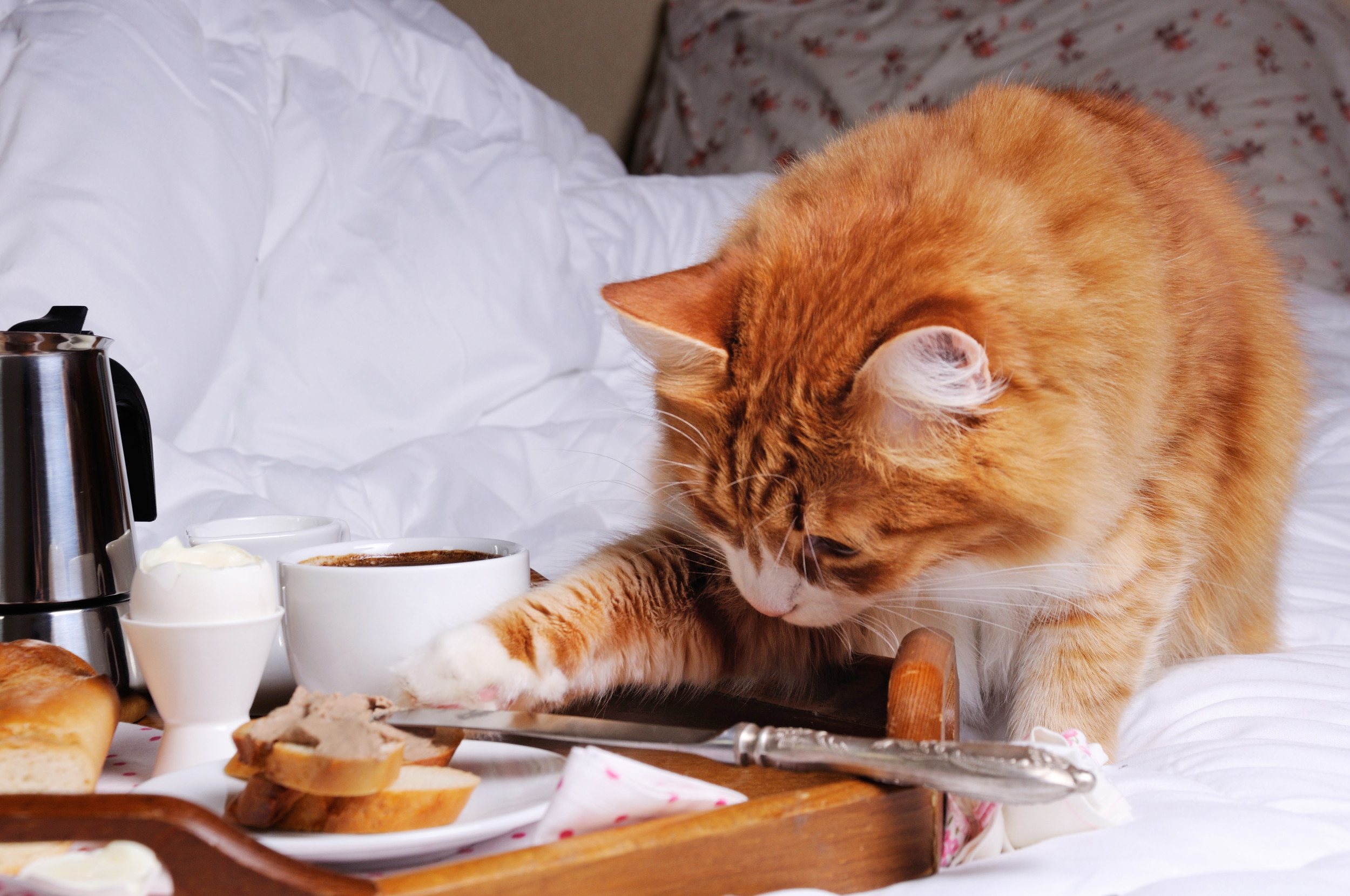 cat stealing breakfast