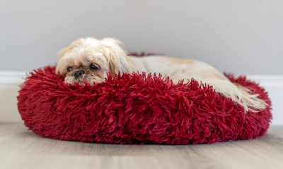 dog bed