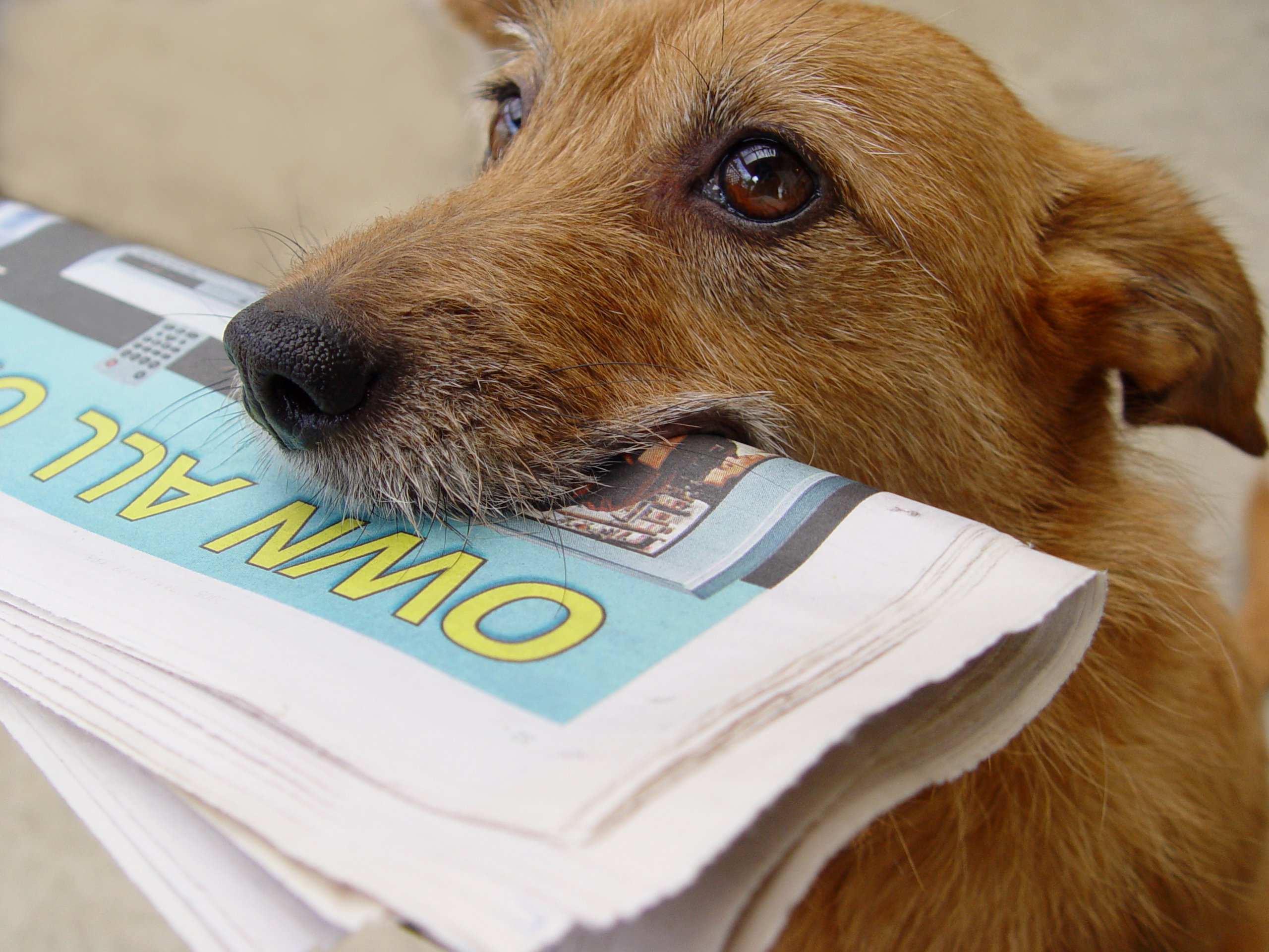 dog newspaper