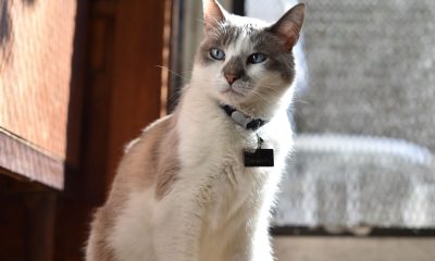 grey white cat nametag