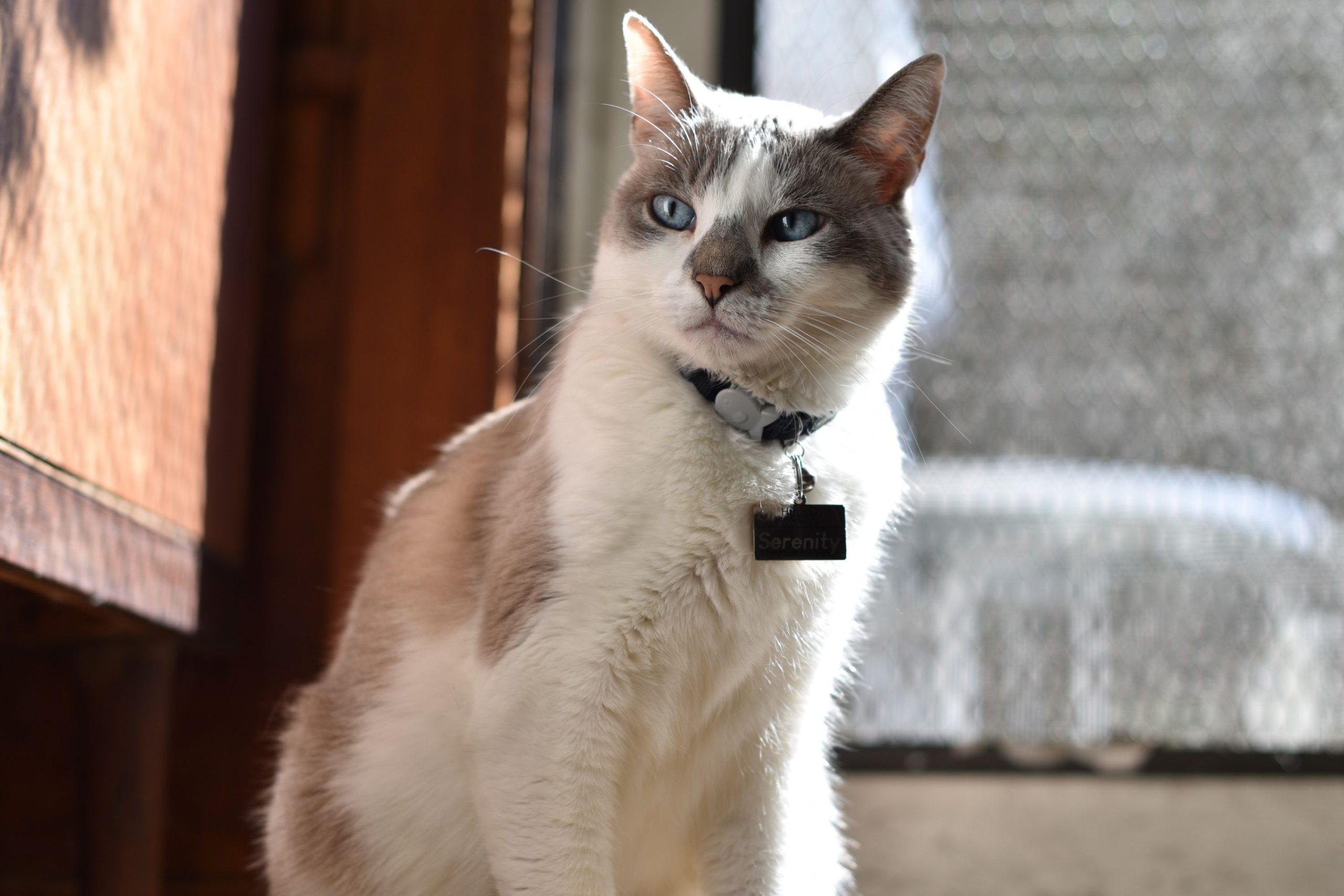 grey white cat nametag scaled