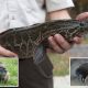 portrait nutria grass 100201173