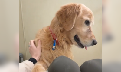 rocky getting petted