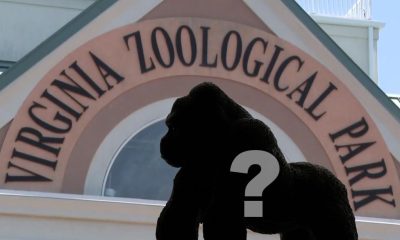 social media rumors claimed gorilla 100542587