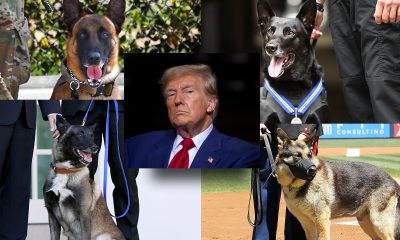 trump and dogs