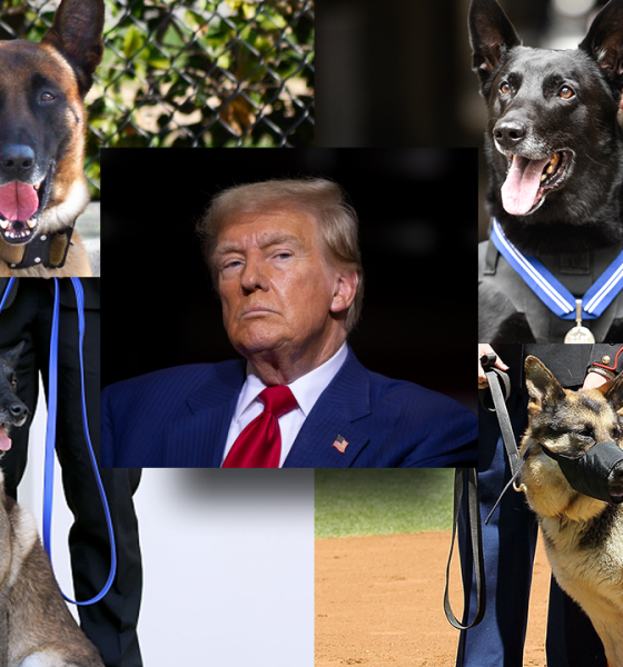 trump and dogs