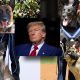 trump and dogs