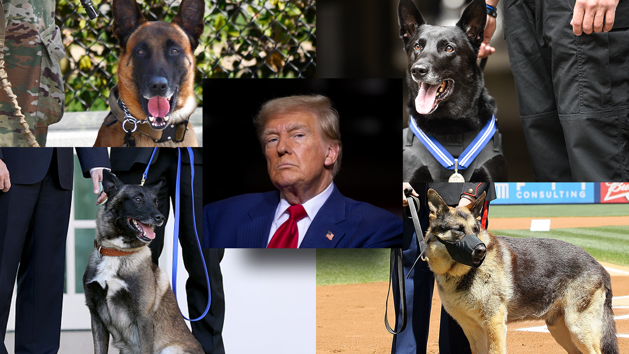 trump and dogs