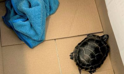 tsa turtle in pants