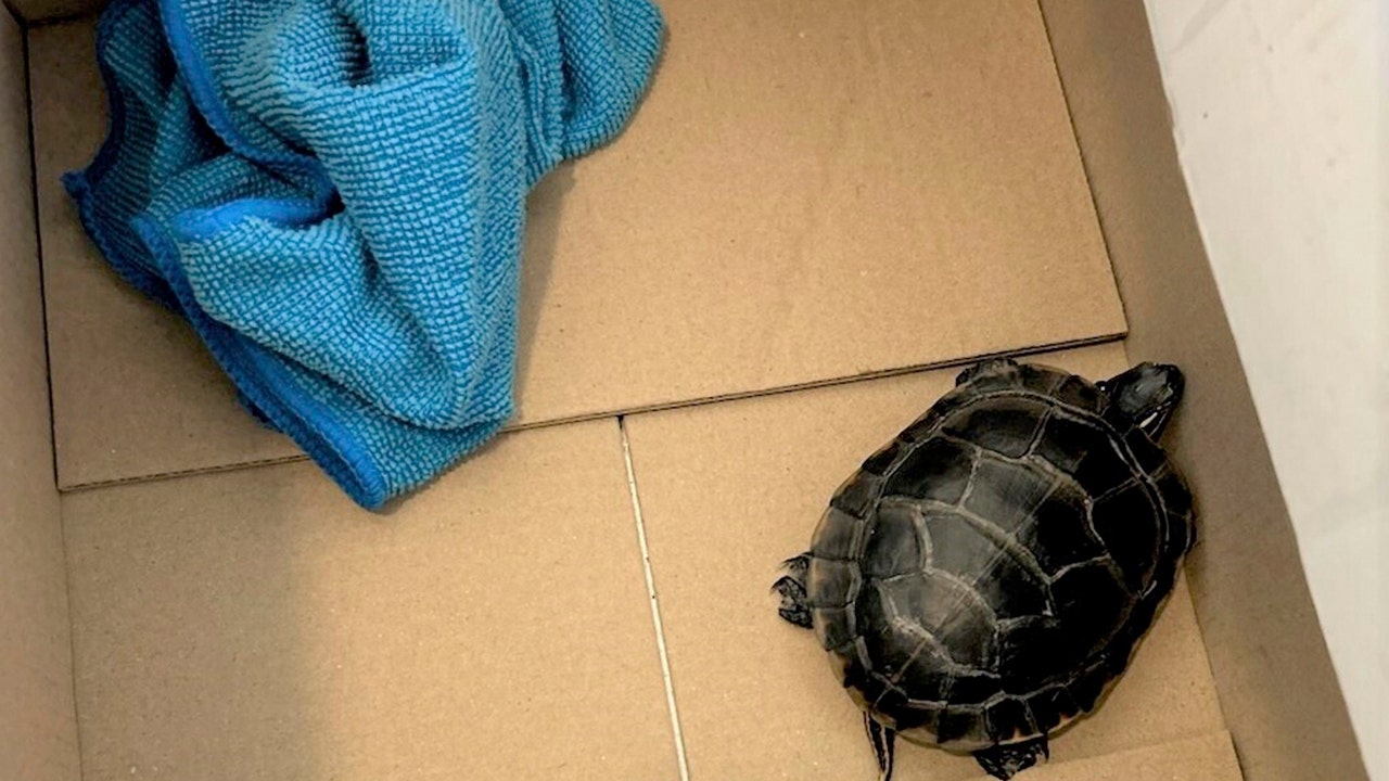 tsa turtle in pants