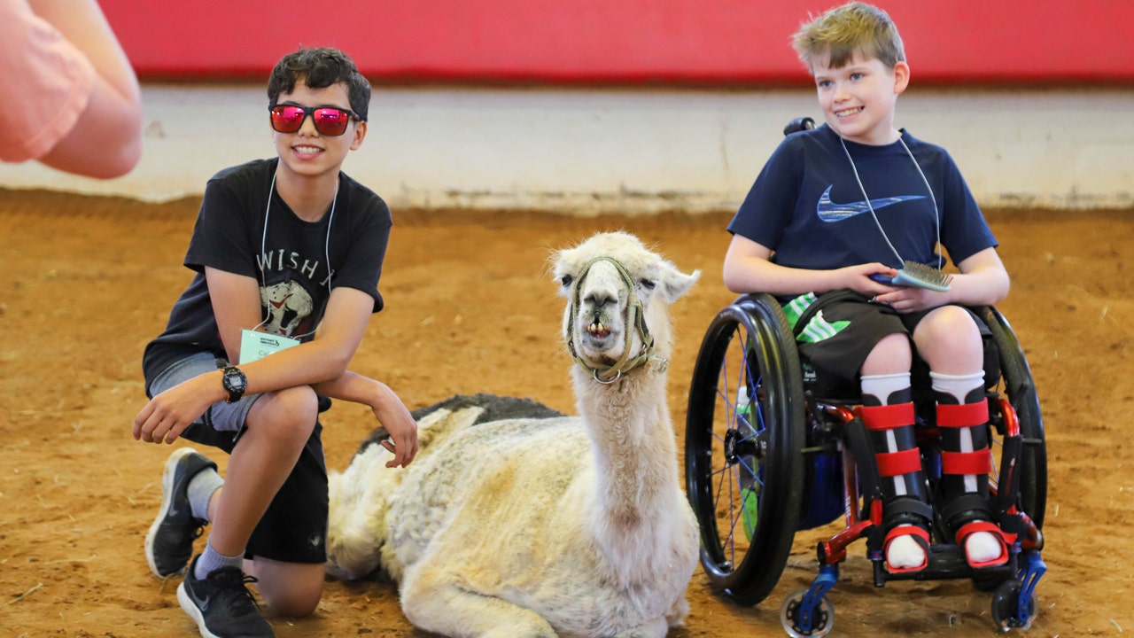 worlds oldest llama with children